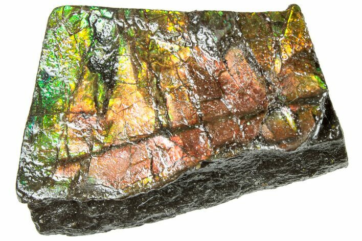Iridescent Ammolite (Fossil Ammonite Shell) - Alberta #311416